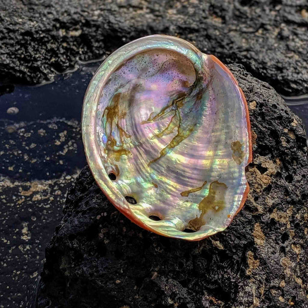 Abalone Shell Smudging Gift Set – Includes White Sage & Apothecary Match Jar - Nymph Ki