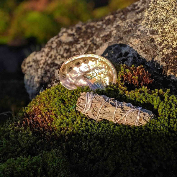 Abalone Shell Smudging Gift Set – Includes White Sage & Apothecary Match Jar - Nymph Ki