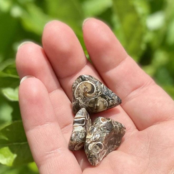 Three Turritella agate crystals in a palm over vibrant green plants.