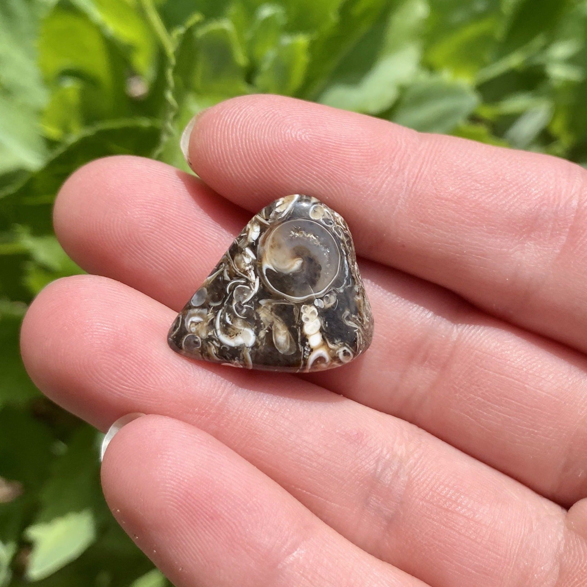 Turritella Agate Crystal Add - On | Grounding, Ancestral Wisdom & Inner Strength - Nymph Ki