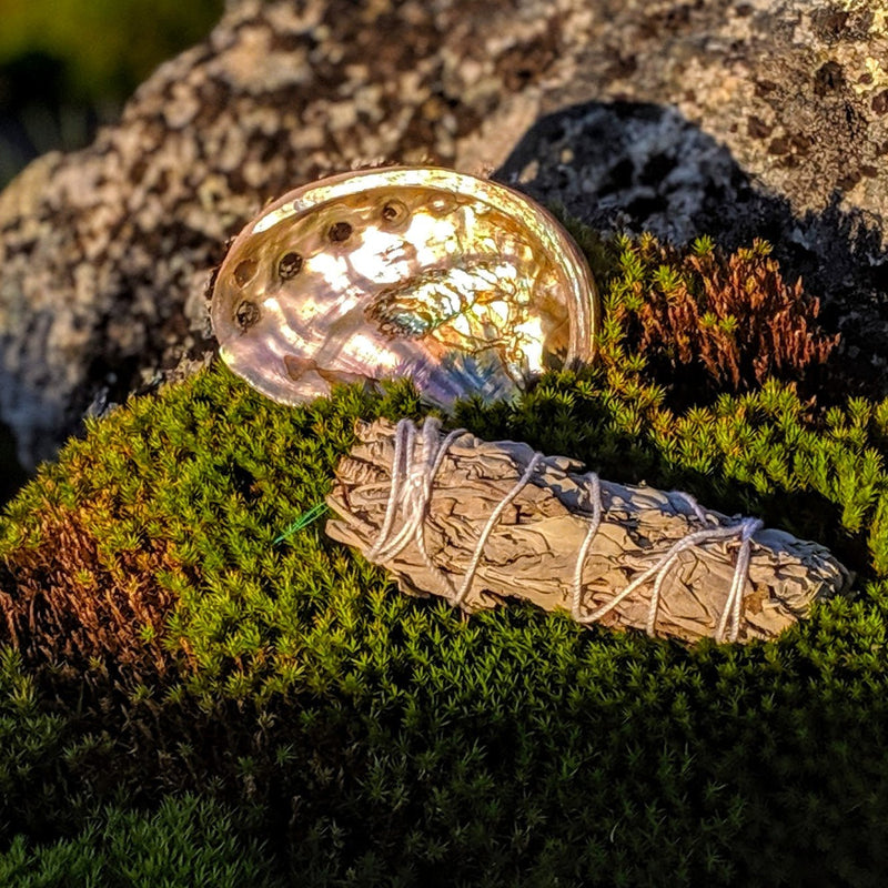 Abalone shell and sage bundle nestled on moss for smudging rituals.