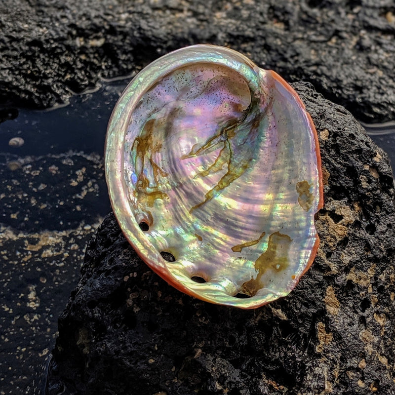 Shimmering abalone shell with rainbow tones displayed on black volcanic rock.

