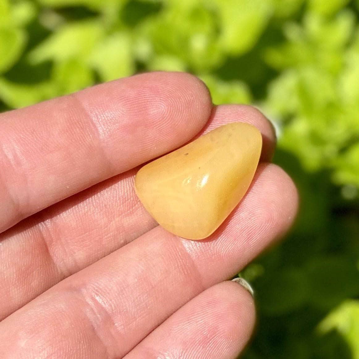 Tumbled Yellow Quartz crystals resting in an open palm above a bed of vibrant green leaves.
